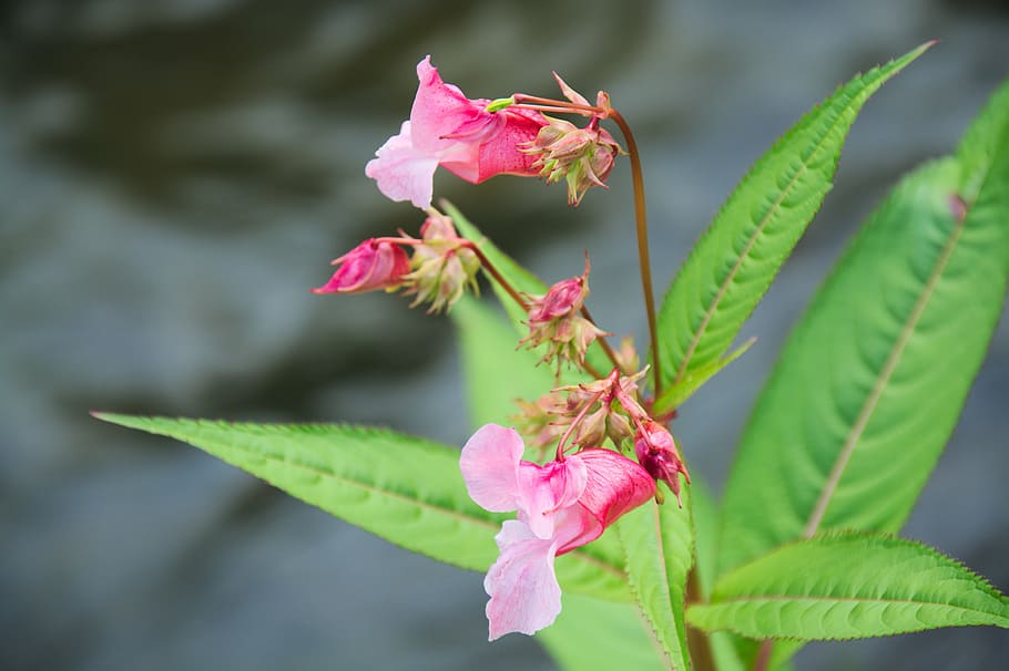 impatiens glandulifera, flower, pink, blossom