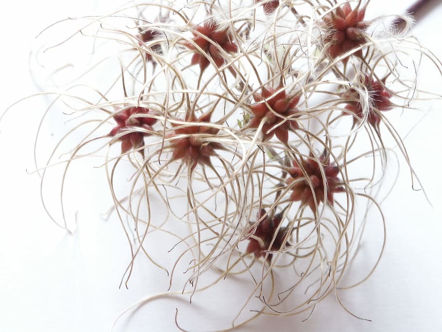 Wild Flower, Autumn, red fruits, clematis, white background, beauty, close-up, nature, day