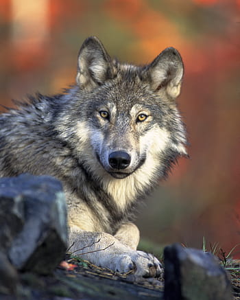 vicino, fotografia, grigio, lupo, predatore, canidae, canis lupus, cacciatore, carnivori, hundeartig, animale
