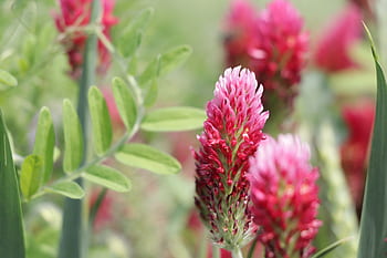 rødkløver, foderplante, eng, natur, rød, grøn