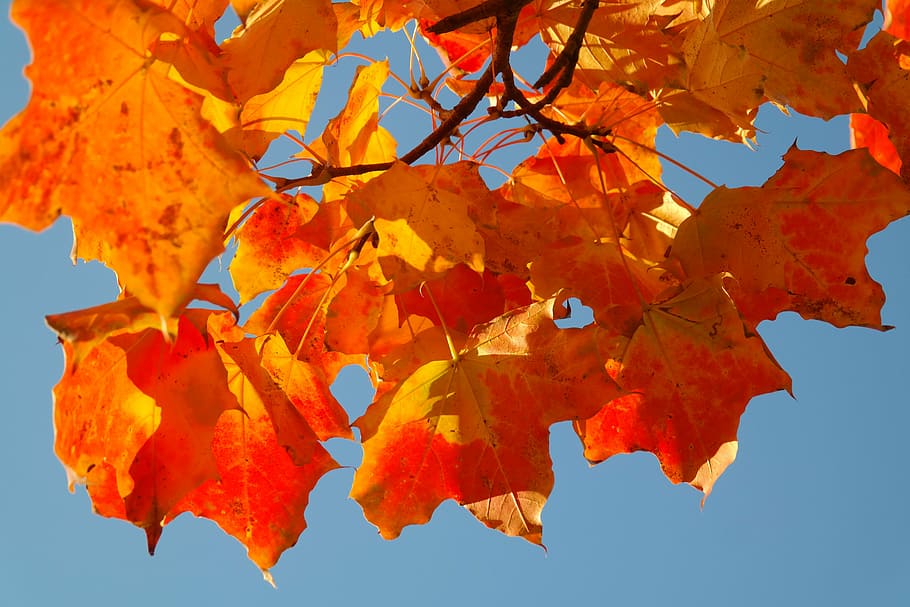 maple leaves, leaves, autumn, fall color, branch, maple, acer platanoides, yellow, orange, red, fall foliage