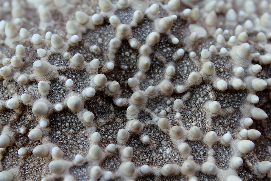 focused, coral, starfish, macro, close, ocean, sea, water, underwater, close-up, sea-life