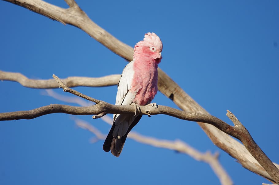Austrálie, galah, pták, růžový