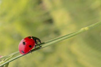 close-up photography, lady bug, green, twig, biological, leaf, leaves, stinging nettle, nettle leaves, coccinella, top view