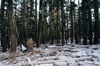 forest, woods, trees, moss, snow, logs, branches, nature