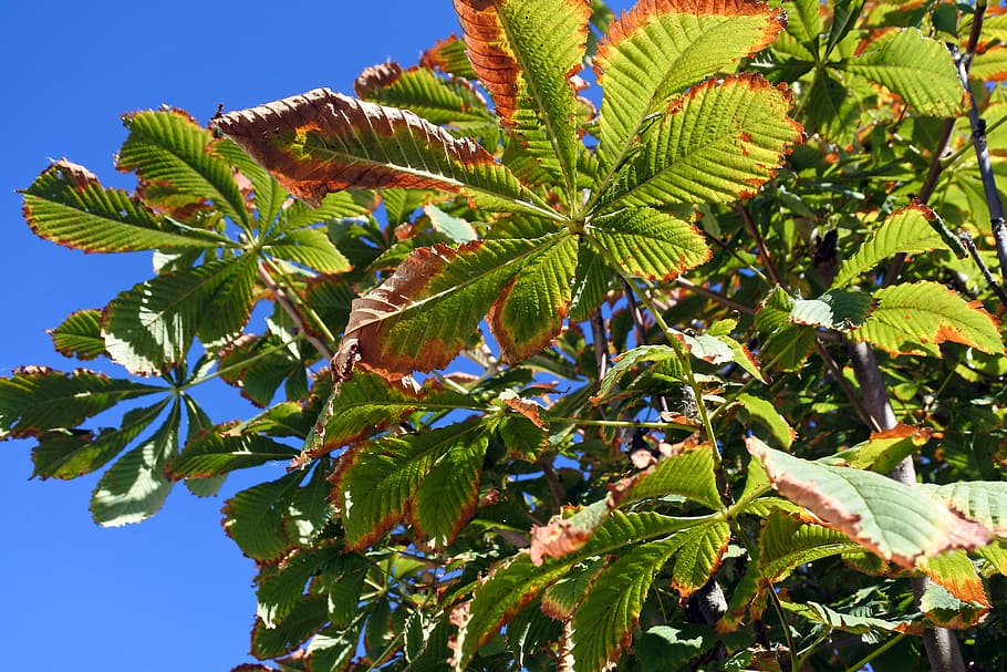 cielo blu, Giorno malinconico, pianta, giallo, avvicinamento, cielo, blu, giorno, foglio, le foglie del ramo, natura