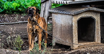 dog, kennel, doghouse, pet, canine, field, chain, protection, bark, working, animal
