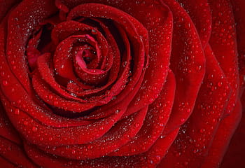 red rose, rose, red, rosa, morning, rose flower, flower, rose petals, nature, garden, macro