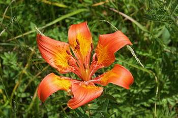lily, tiger lily, blossom, bloom