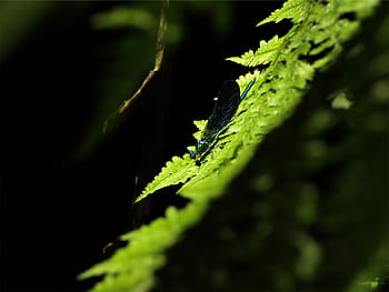 photographie à mise au point sélective, bleu, demoiselle, vert, plante de fougère, sélectif, concentrer, la photographie, libellule, feuille, plante