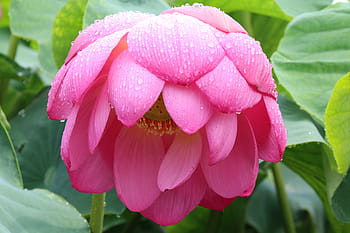 pink, lotus, dewdrops, gwangokji, summer, pink flower, a rainy day, getting flowers, rain is a great flower, in the rain wet flower, water lilies