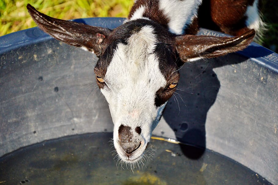 capra, prima donna, Geiss, bambini piccoli, bestiame, allevamento di animali, creatura, mondo animale, animale, giovani animali