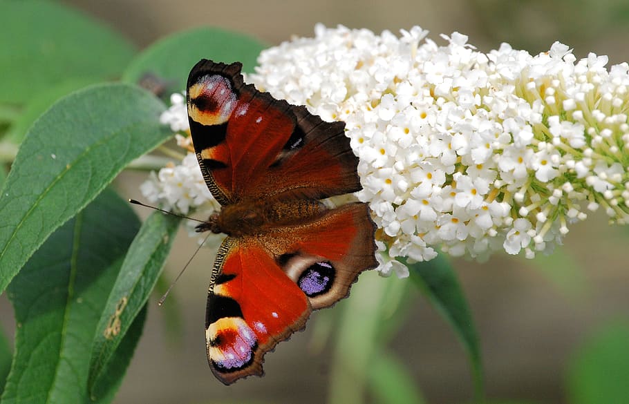 close-up photography, red, black, butterfly, getting, nectar, white, flowers, peacock butterfly, wings, open