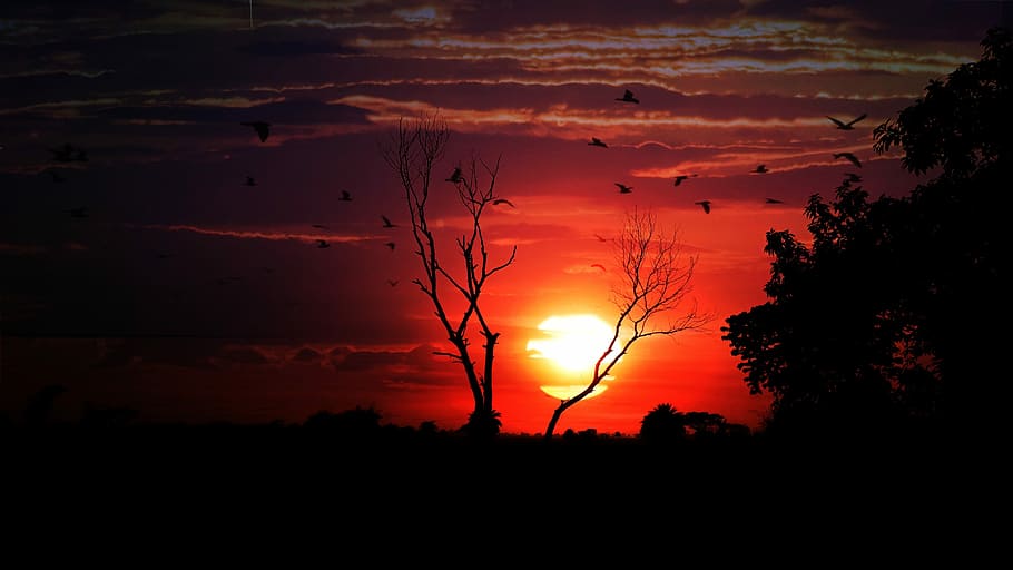 fotografi siluet, telanjang, pohon, emas, jam, matahari terbenam, senja, fajar, malam, pemandangan, matahari