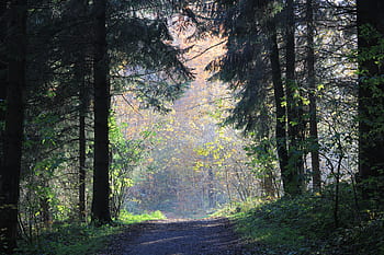 les, pryč, mytický, mystický, krajina, podzim, stromy, Příroda, cesta, atmosféra, listy