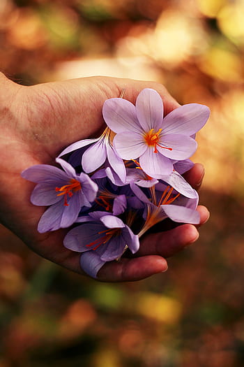 flower, petal, nature, plant, hand, blur