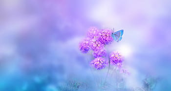 farfalla, animale, insetto, estate, primula, bacchetta del tamburo, palline primule, primule, blu, rosa, romanza