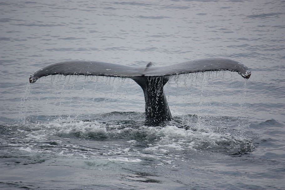 whale tale, whales, animals, fin, tail, big fish