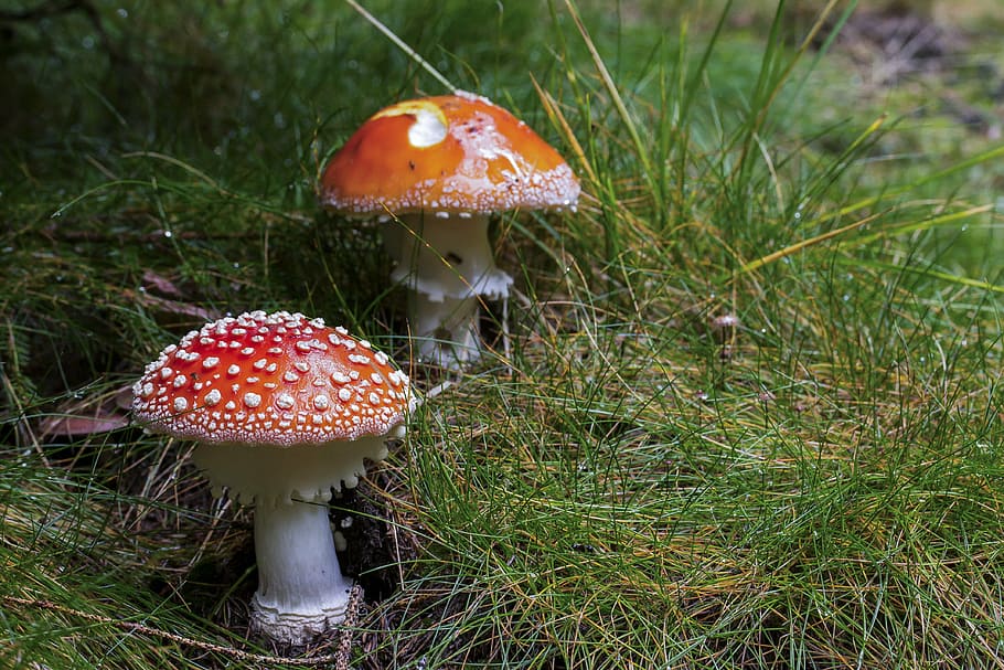 dva, červená a bílá, houby, obklopen, zelená, trávy, detailní, fotografie, houba, fly-agaric, červená houba