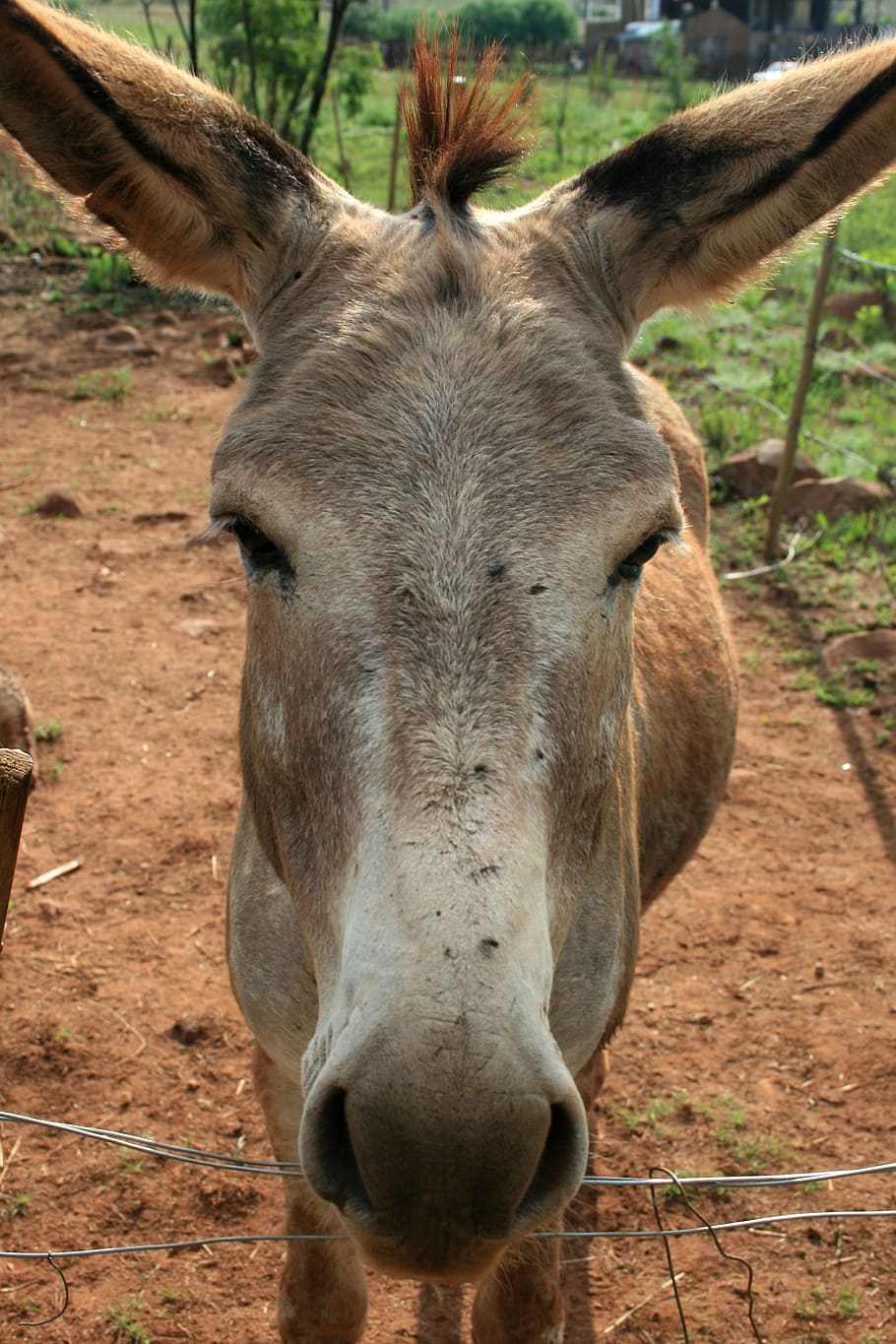 Donkey, Soft, Muzzle, grey, long ears, soft muzzle, soil, green, grass, white nose, tuft of mane