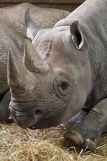 rhinoceros, African, Animal, africa, african, animal, black, dangerous, endangered, herbivore, horn, huge