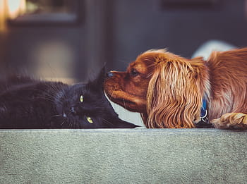 black, cat, brown, dog, near, kitten, puppy, pet, animal, pets, domestic animals