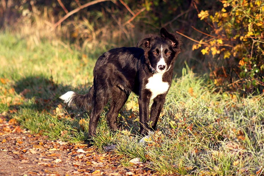 domino, Pes, border kolie, kolie, čistokrevný, rodokmen, velština, domácí zvíře, rodina, milovat, zvíře