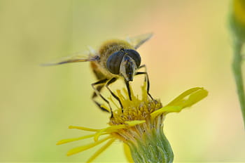 tutup, foto, hoverfly, duduk, kuning, bunga, makro, burung kolibri, ngengat, serangga, lebah