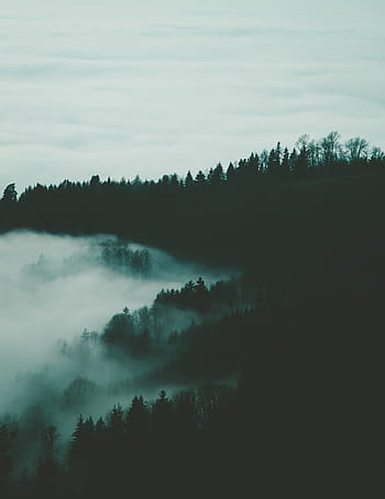 녹색, 나무, 숲, 흐린, 산 풍경, 자연, 안개, 산, 언덕, 자연 경관, 산림 풍경