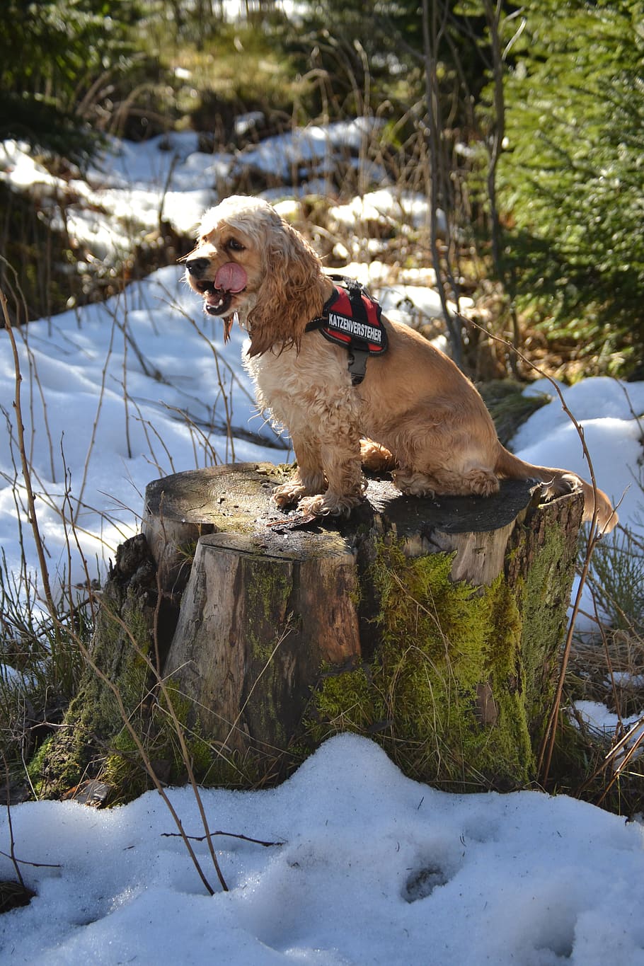 american cocker, cocker spaniel, sweet, animal, dog, nature, animal world, dog in the snow, movement, dog on tree