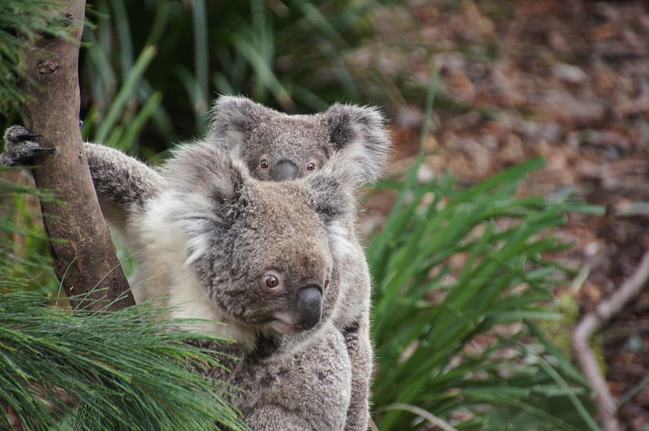 two, koala, bears, hanging, tree trunk, australia, koala bear, lazy, rest, animal, nature conservation