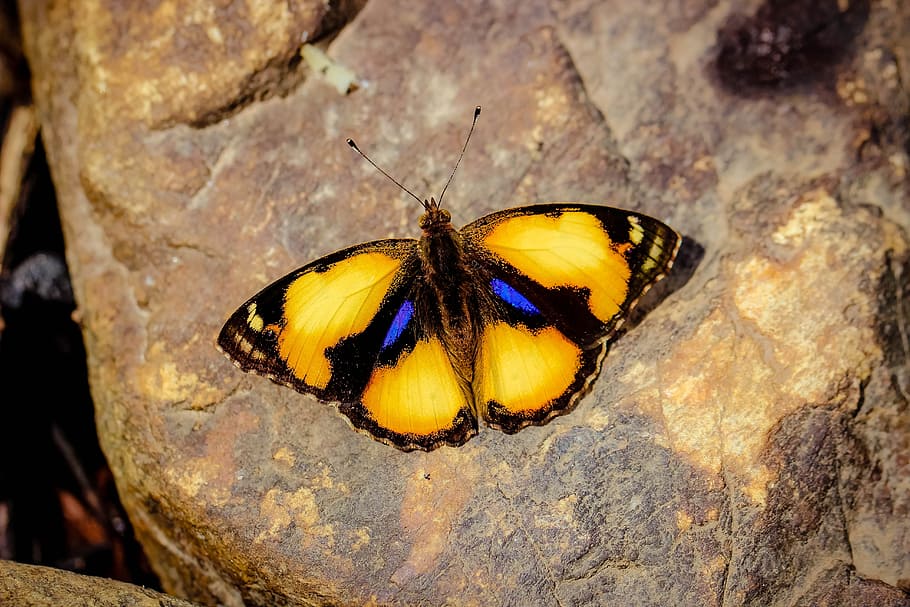 昆虫、 蝶パンジーイエロー、 ウォングニンファリダ、 自然、 森、 蝶