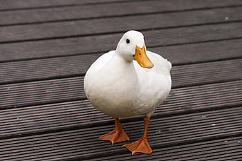 white, floor, Duck, Bird, White, Bridge, Feet, bridge, duck feet, bill, feather, animal