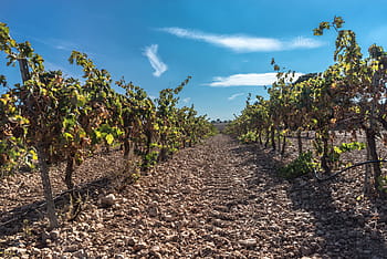 vine, vines, wine, agriculture, rioja, rivera, duero, ebro, autumn, vineyard, vine leaf