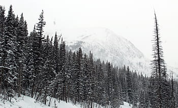 lotto di alberi di pino, foto, alberi, inverno, stagione, foresta, boschi, natura, la neve, freddo, montagne