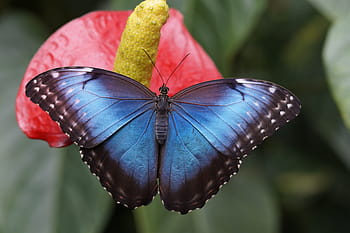 blue, morpho butterfly, perched, red, petaled flower, closeup, photography, blue morpho, butterfly, rainforest, morpho peleides