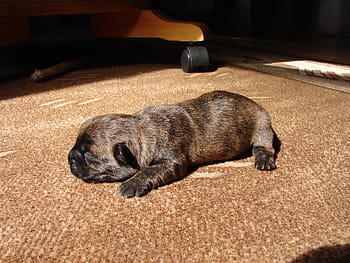 cairn terriers, dog, puppy