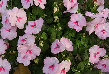 impatiens, 성충 벽화, 꽃, 성욕 술 술탄, 바쁜 리지, 봉숭아, 술 타나, 플로라, 콜카타, 인도