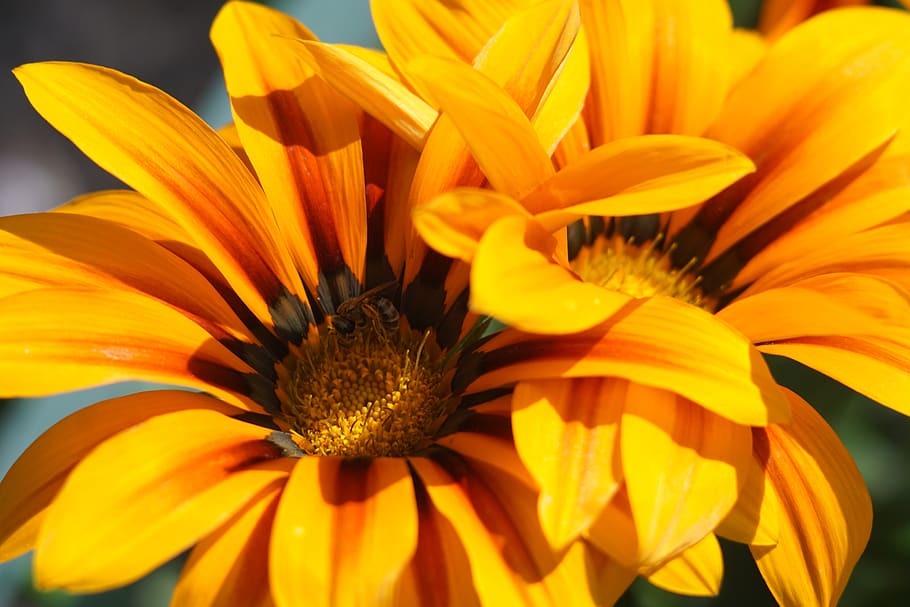 flowers, gorky park, kharkov