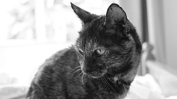 cat, animal, kitten, cute, eyes, whiskers, black and white, monochrome