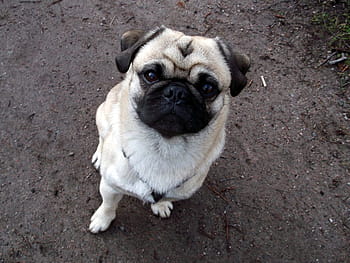 adult fawn pug, pug, beige, cute, funny, dog, pets, animal, small, canine, purebred Dog