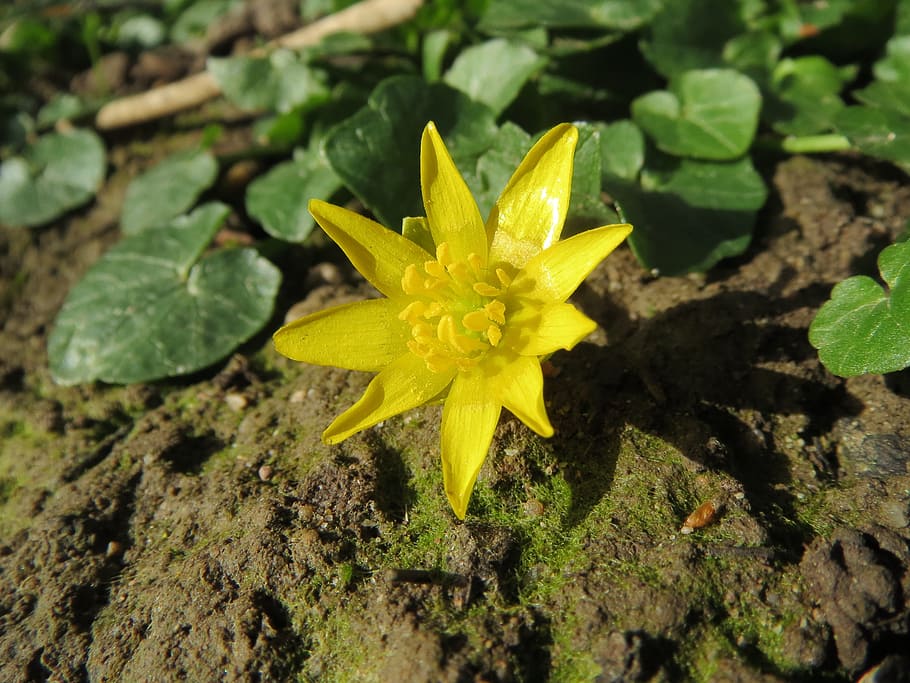 menší, vlaštovičník, ficaria verna, menší jarní, ranunculus ficaria, divoká rostlina, flóra, květenství, botanika, rostlina, Příroda