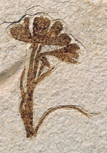 brown, flower sticker, white, concrete, surface, fossil, plant, stone, rock, fossilized, prehistoric