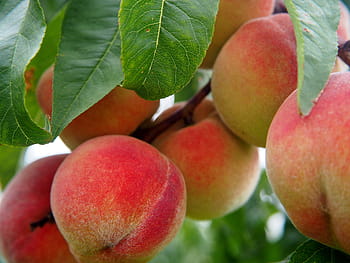 Mela rossa, pesca, Pesche, frutta, Albero di pesche, bio, albero, mangiare, cibo, maturo, nutrizione