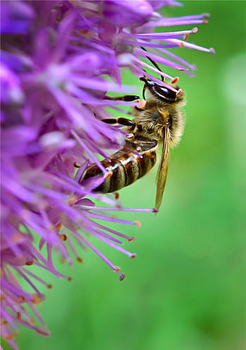bee, flower, macro, nature, summer, close up, garden, pollen, honey, blossom, bug
