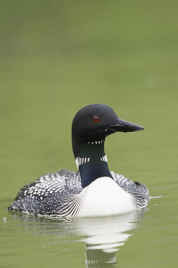 gbur, ptak, wodny ptak, kaczka, fauna, dzikie ptactwo, aves, awifauna, ptactwo wodne, dzikiej przyrody, zwierzęta na wolności