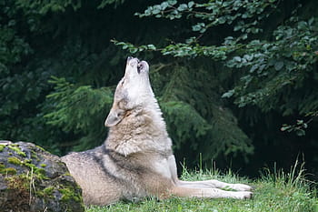白、 ベージュ、 ハウリング、 オオカミ、 緑、 草原、 昼間、 遠吠え、 オオカミの遠吠え、 ヨーロッパのオオカミ、 肉食動物