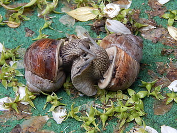 hlemýžď, pár, milostná hra, milenci, šnek pár, hltal, zavřít, shell, Ulita šneka, jednoho zvířete, zvířat