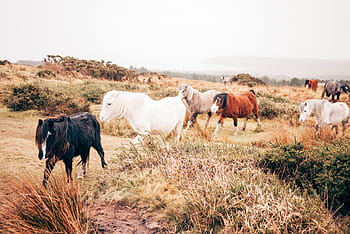 herd, horses, daytime, horse, animal, brown, grassland, green, grass, trees, plants