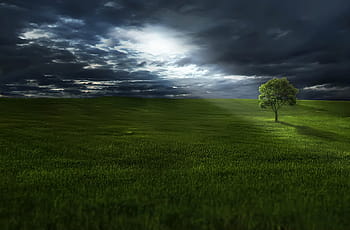 landscape view, greenfield, tree, amazing, beautiful, beauty, blue, breathtaking, calm, color, colorful
